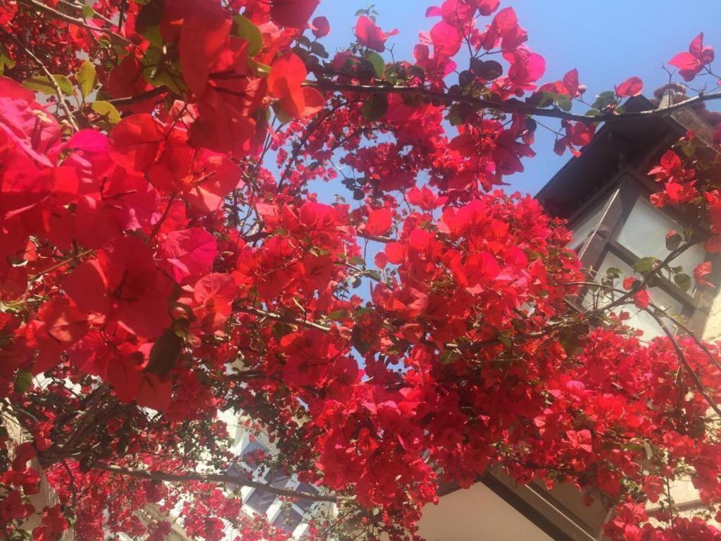 Alayaz Hotel Alaçatı Eksteriør billede