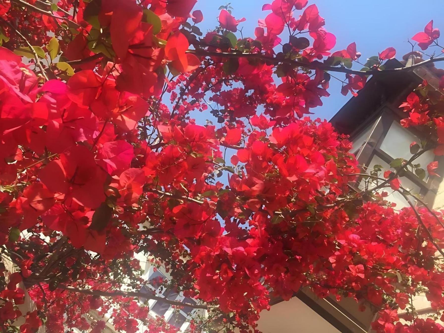 Alayaz Hotel Alaçatı Eksteriør billede